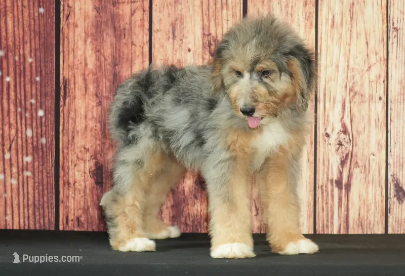 Bella F1 – Saint Berdoodle puppy for sale in Ligonier, IN