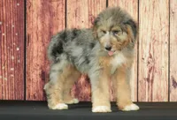 Bella F1, a female Saint Berdoodle for sale in Ligonier, IN – 1 of 4