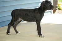 Valerie AKC Part European , a female Great Dane for sale in Ligonier, IN – 2 of 3