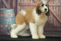 Bernard F1, a male Saint Berdoodle for sale in Ligonier, IN – 1 of 5
