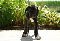 Valerie AKC Part European , a female Great Dane for sale in Ligonier, IN – 3 of 3