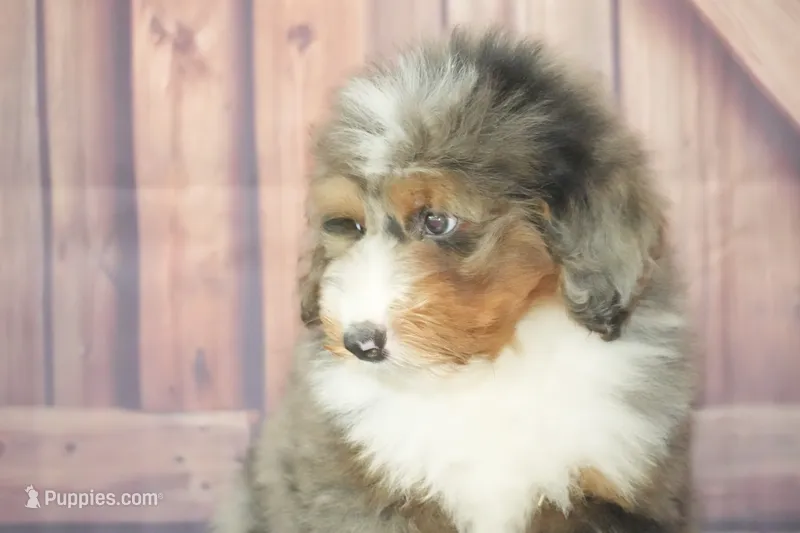 Bosco F1 – Bernedoodle puppy for sale in Ligonier, IN