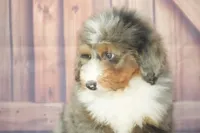 Bosco F1, a male Bernedoodle for sale in Ligonier, IN – 1 of 1