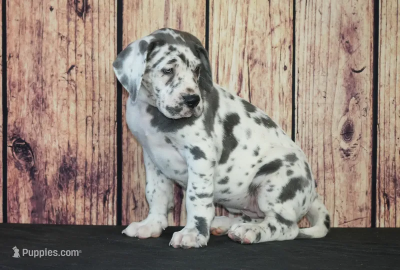 Jeanie AKC Part Euro