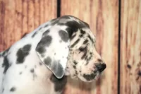 processed/2a79672e-bb06-4c80-bd53-a76665171051/listing/731eeef3-fd6a-4b18-b031-b669a63c1389/3ccb8f8c-bd6a-4b4f-90e3-b99d6b49966d