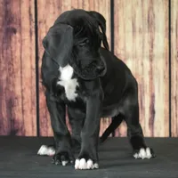 Blaire AKC Part Euro, a female Great Dane for sale in Ligonier, IN – Photo 3 of 5