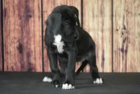 Blaire AKC Part Euro, a female Great Dane for sale in Ligonier, IN – Photo 3 of 5