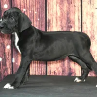Blaire AKC Part Euro, a female Great Dane for sale in Ligonier, IN – Photo 2 of 5