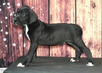 Blaire AKC Part Euro, a female Great Dane for sale in Ligonier, IN – Photo 2 of 5