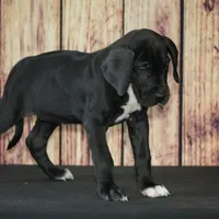 Blaire AKC Part Euro, a female Great Dane for sale in Ligonier, IN – Photo 4 of 5
