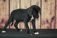 Blaire AKC Part Euro, a female Great Dane for sale in Ligonier, IN – Photo 4 of 5