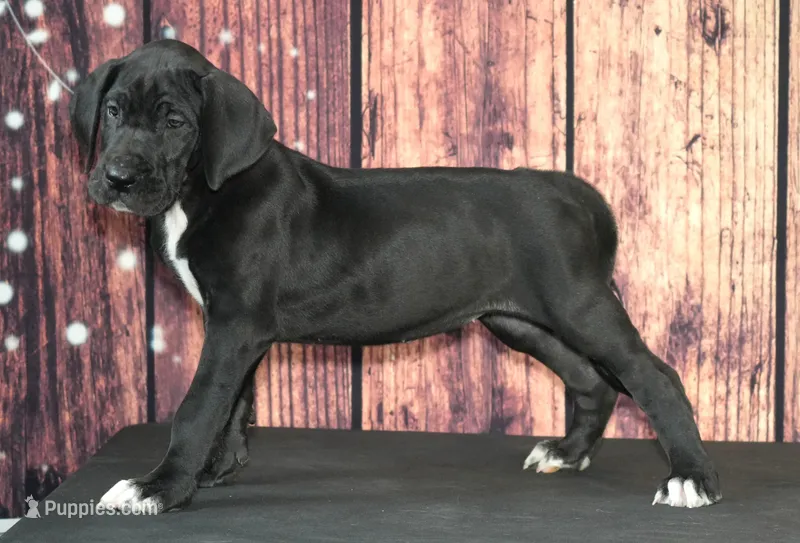 Blaire AKC Part Euro