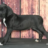 Blaire AKC Part Euro, a female Great Dane for sale in Ligonier, IN – Photo 1 of 5