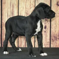 Blaire AKC Part Euro, a female Great Dane for sale in Ligonier, IN – Photo 5 of 5