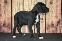 Blaire AKC Part Euro, a female Great Dane for sale in Ligonier, IN – Photo 5 of 5