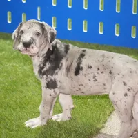 Brutus AKC part Euro, a male Great Dane for sale in Ligonier, IN – Photo 3 of 3