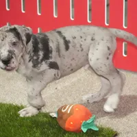 Brutus AKC part Euro, a male Great Dane for sale in Ligonier, IN – Photo 2 of 3