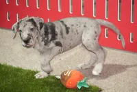 Brutus AKC part Euro, a male Great Dane for sale in Ligonier, IN – Photo 2 of 3