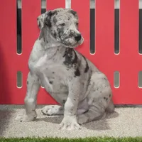 Brutus AKC part Euro, a male Great Dane for sale in Ligonier, IN – Photo 1 of 3