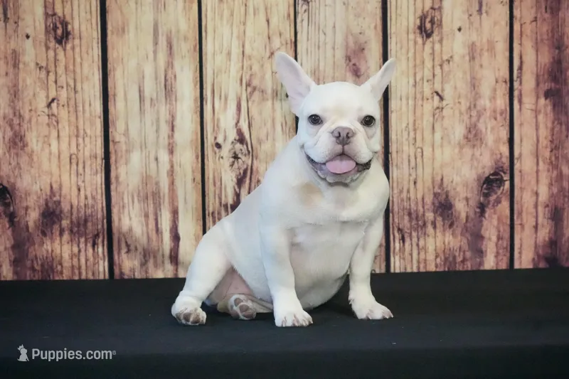 Sonya AKC – French Bulldog puppy for sale in Ligonier, IN