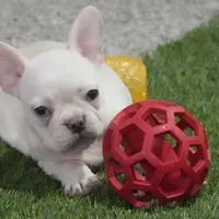 Sonya AKC, a female French Bulldog for sale in Ligonier, IN – Photo 4 of 4