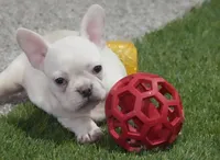 Sonya AKC, a female French Bulldog for sale in Ligonier, IN – Photo 4 of 4