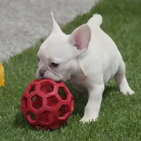 Sonya AKC, a female French Bulldog for sale in Ligonier, IN – Photo 2 of 4