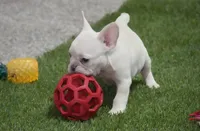 Sonya AKC, a female French Bulldog for sale in Ligonier, IN – Photo 2 of 4