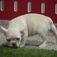 Sonya AKC, a female French Bulldog for sale in Ligonier, IN – Photo 3 of 4
