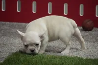 Sonya AKC, a female French Bulldog for sale in Ligonier, IN – Photo 3 of 4