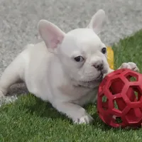 Sonya AKC, a female French Bulldog for sale in Ligonier, IN – Photo 1 of 4