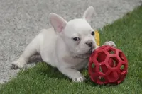 Sonya AKC, a female French Bulldog for sale in Ligonier, IN – Photo 1 of 4