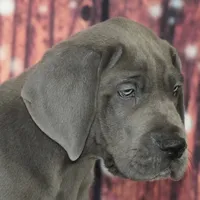 Oscar AKC Part Euro, a male Great Dane for sale in Ligonier, IN – Photo 1 of 4