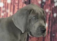 Oscar AKC Part Euro, a male Great Dane for sale in Ligonier, IN – Photo 1 of 4