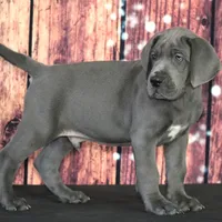 Oscar AKC Part Euro, a male Great Dane for sale in Ligonier, IN – Photo 4 of 4