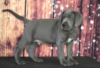 Oscar AKC Part Euro, a male Great Dane for sale in Ligonier, IN – Photo 4 of 4