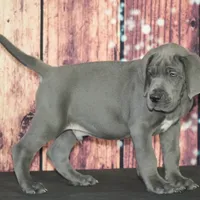 Oscar AKC Part Euro, a male Great Dane for sale in Ligonier, IN – Photo 2 of 4