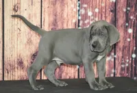 Oscar AKC Part Euro, a male Great Dane for sale in Ligonier, IN – Photo 2 of 4