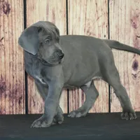Oscar AKC Part Euro, a male Great Dane for sale in Ligonier, IN – Photo 3 of 4