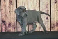 Oscar AKC Part Euro, a male Great Dane for sale in Ligonier, IN – Photo 3 of 4