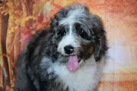 Benji F1, a male Bernedoodle for sale in Ligonier, IN – 3 of 3