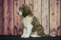 Tyson, a male Saint Berdoodle for sale in Ligonier, IN – 3 of 4