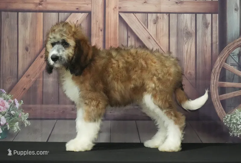 Arlo F1 – Saint Berdoodle puppy for sale in Ligonier, IN