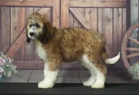 Arlo F1, a male Saint Berdoodle for sale in Ligonier, IN – 1 of 3