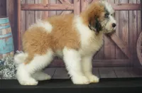  Bernard F1, a male Saint Berdoodle for sale in Ligonier, IN – 3 of 5