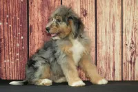 Bella F1, a female Saint Berdoodle for sale in Ligonier, IN – 3 of 4