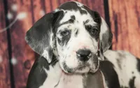 Dottie AKC Part Euro, a female Great Dane for sale in Ligonier, IN – Photo 1 of 5