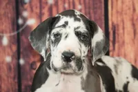 Dottie AKC Part Euro, a female Great Dane for sale in Ligonier, IN – Photo 2 of 5