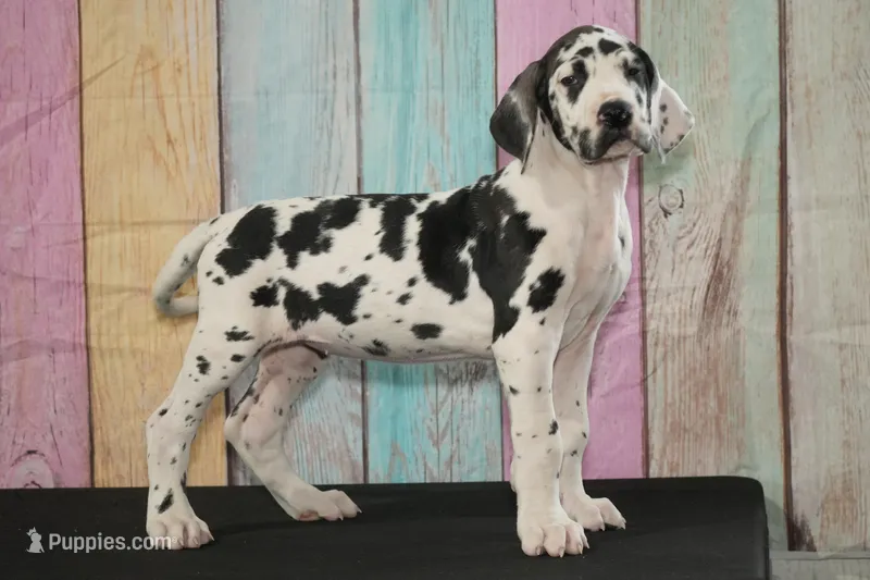 Dottie AKC Part Euro