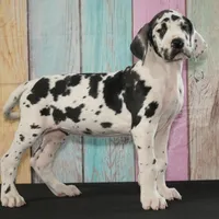 Dottie AKC Part Euro, a female Great Dane for sale in Ligonier, IN – Photo 1 of 3